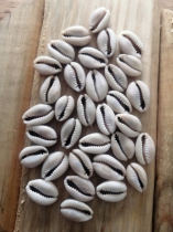 Cowrie Shell Ivory Colour 15mm (sizes may vary) R50 (25 pieces)