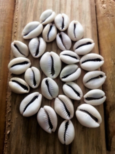 Cowrie Shell Ivory Colour 18mm (sizes may vary) R45 (20 pieces)