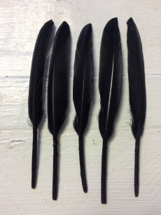 Feathers Black R35 20 Pieces, these are Lovely and Firm, Perfect for Crafts, Sizes vary slighly 12-15cm